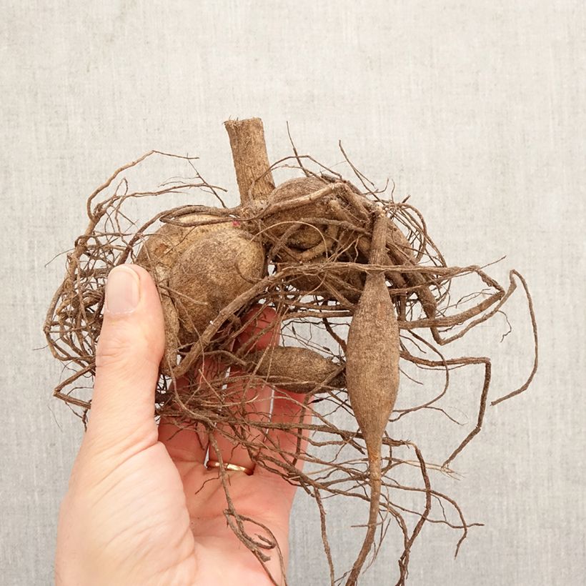 Dahlia Chat Noir Bulb size I sample as delivered in spring