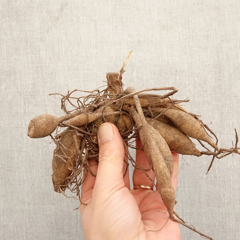 Dahlia Black Touch Bulb size I sample as delivered in spring