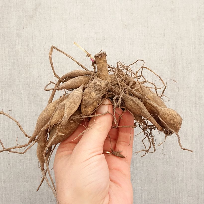 Dahlia Chabada Bulb sample as delivered in spring