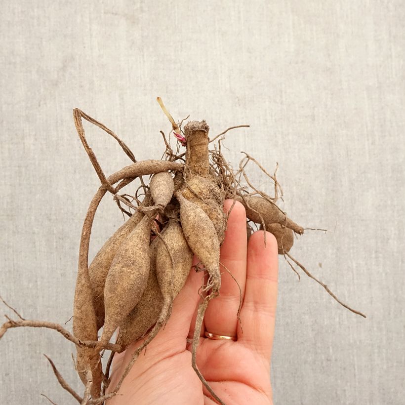 Dahlia Cheyenne Bulb size I sample as delivered in spring