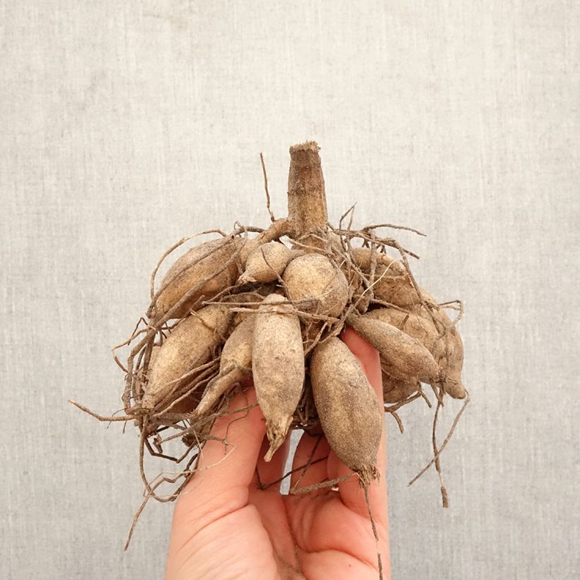 Dahlia Emmaus Bulb sample as delivered in spring