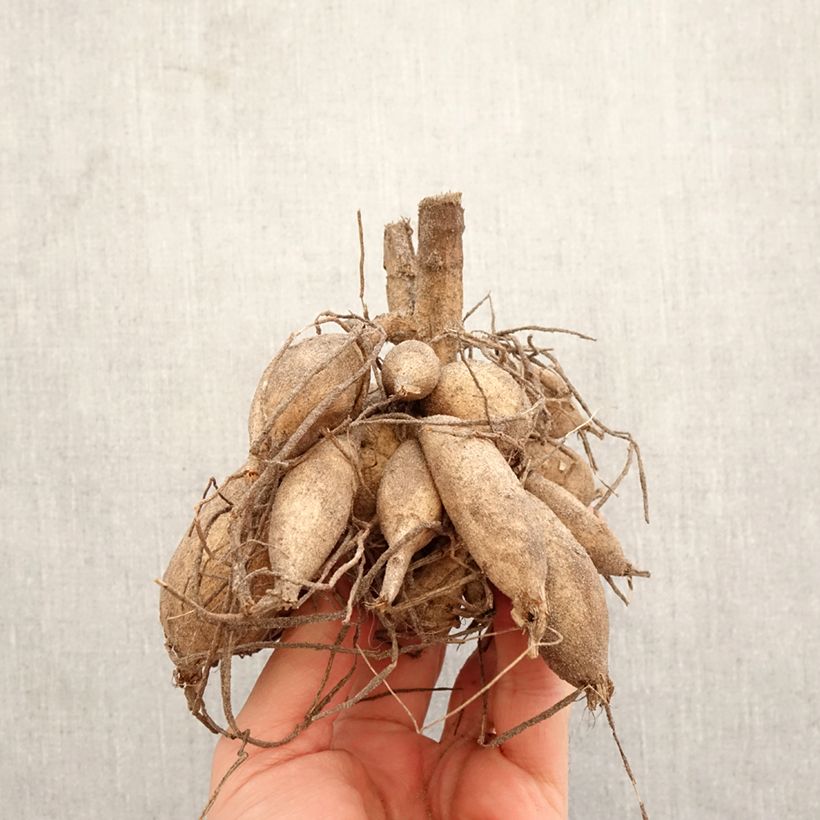 Dahlia Encore Bulb size I sample as delivered in spring