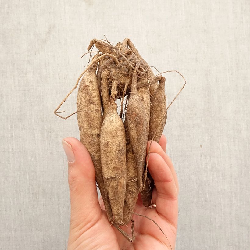 Dahlia Ice Crystal Bulb size I sample as delivered in spring