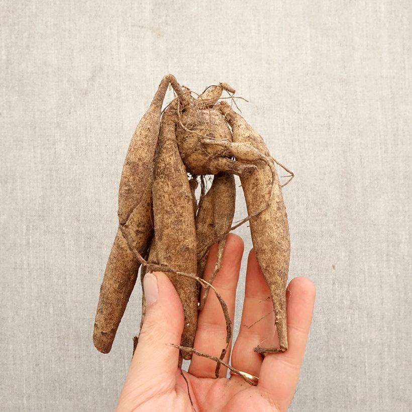 Dahlia 'Mel's Orange Marmalade' Bulb size I sample as delivered in spring