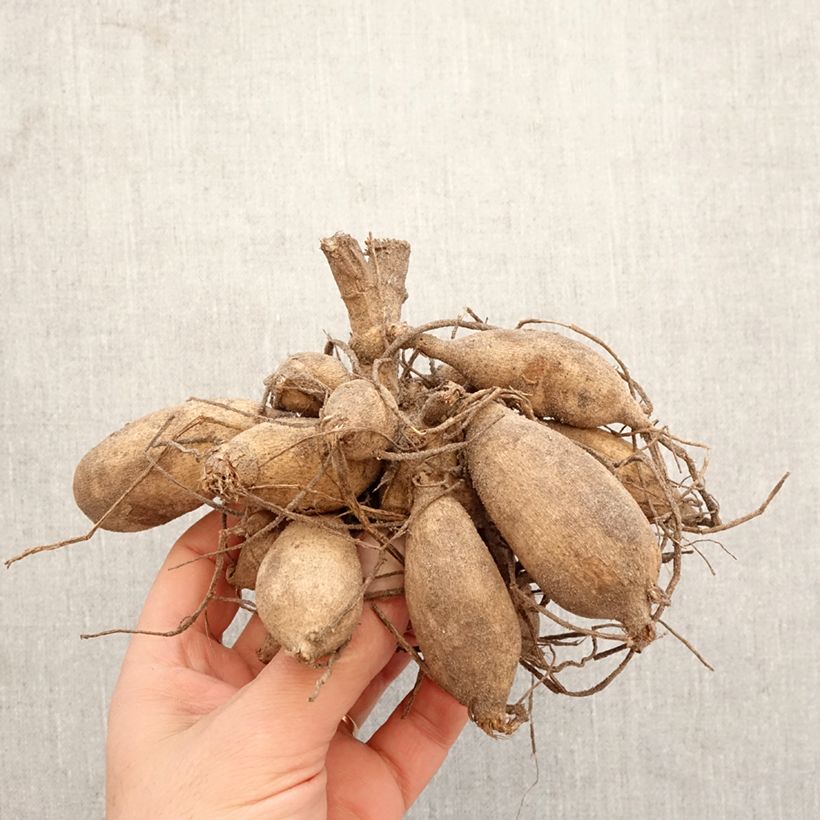 Dahlia Nenekasi Bulb size I sample as delivered in spring