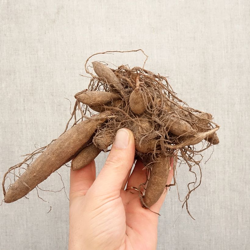 Dahlia Urchin Bulb size I sample as delivered in spring