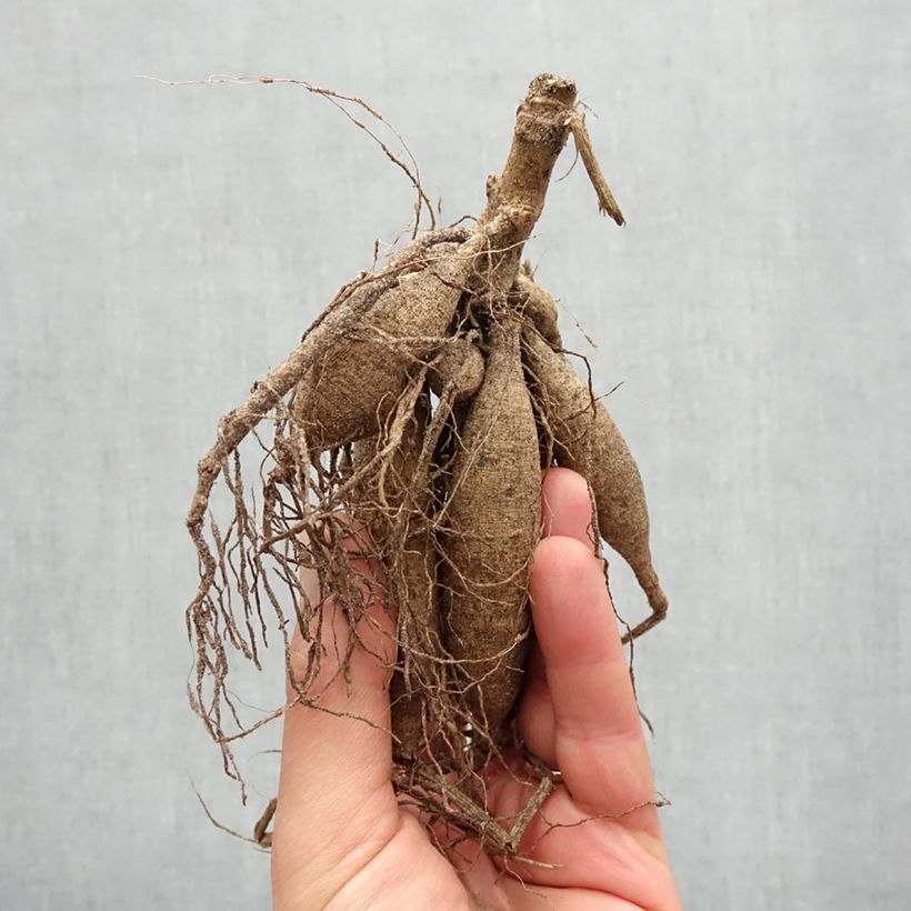Dahlia Erpeler Ley Bulb size I sample as delivered in spring