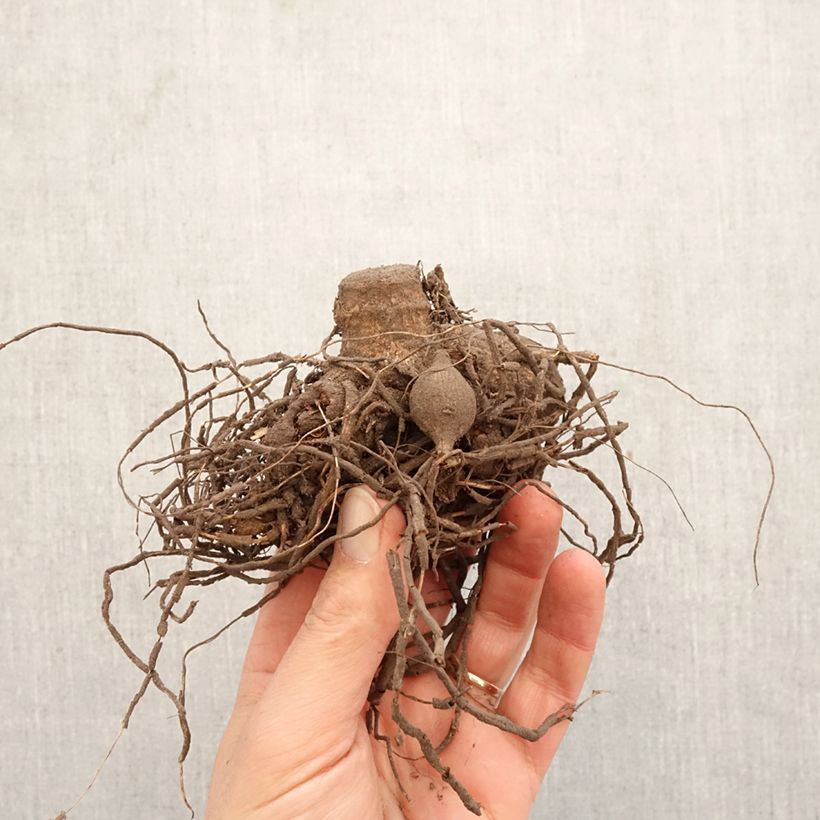 Dahlia Friguolet Bulb size I sample as delivered in spring