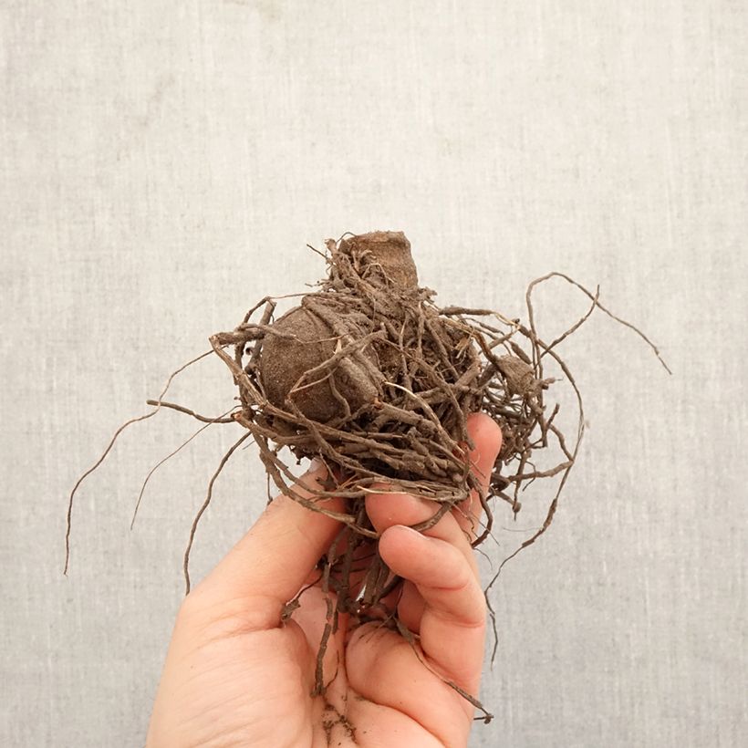 Dahlia Gryson's Yellow Spider Bulb sample as delivered in spring