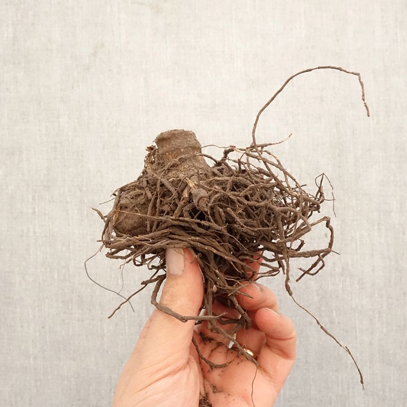 Dahlia Hayley Jane Bulb size I sample as delivered in spring