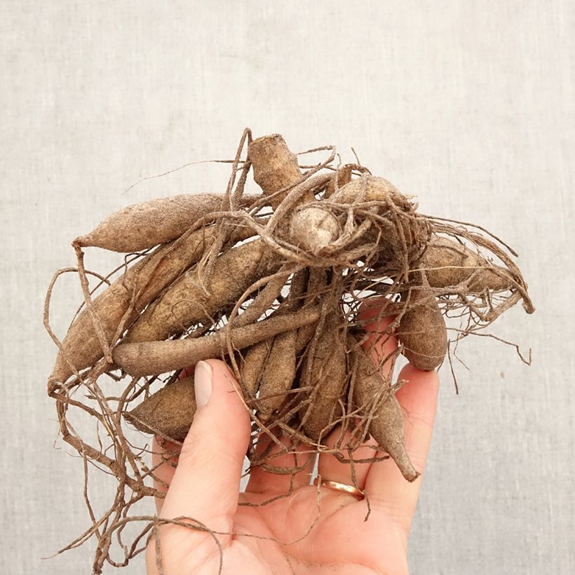 Dahlia Hollyhill Cotton Candy Bulb size I sample as delivered in spring