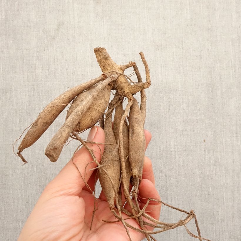 Dahlia Hollyhill Spider Woman Bulb size I sample as delivered in spring