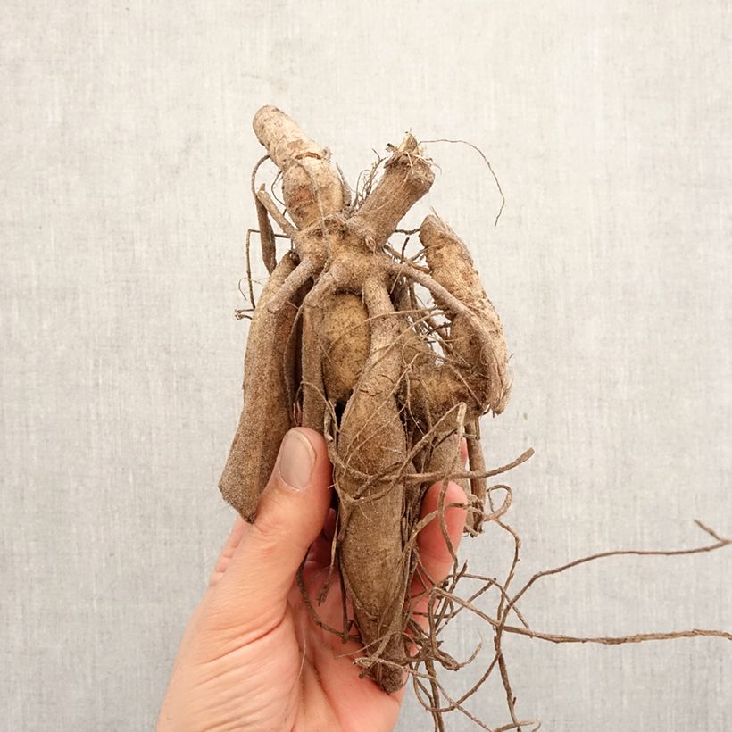 Dahlia Ludwig Helfert Bulb size I sample as delivered in spring