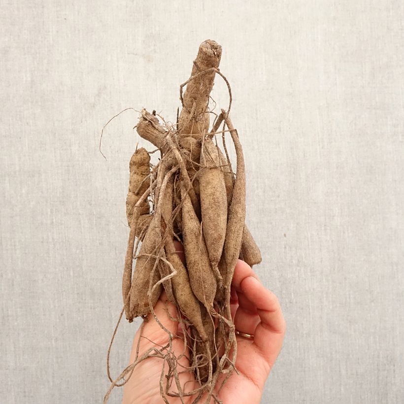 Dahlia Mount Tacoma Bulb size I sample as delivered in spring