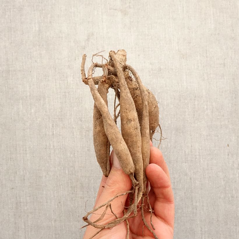 Dahlia Aspen Bulb size I sample as delivered in spring