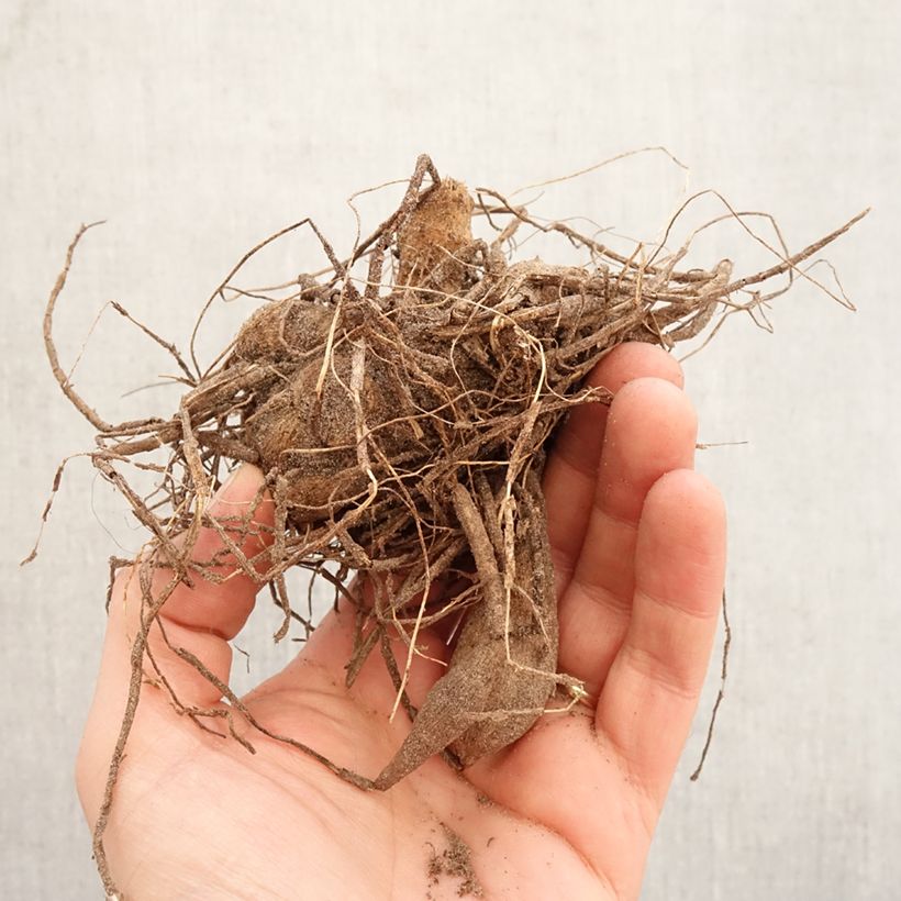 Dahlia Park Princess Bulb size I sample as delivered in spring