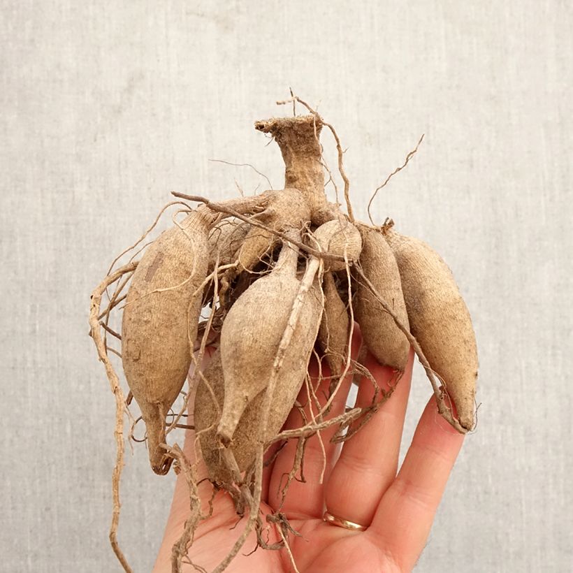 Dahlia Red Pygmy Bulb size I sample as delivered in spring