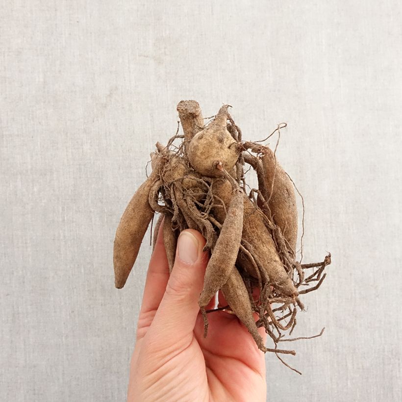 Dahlia Sumatra Bulb sample as delivered in spring