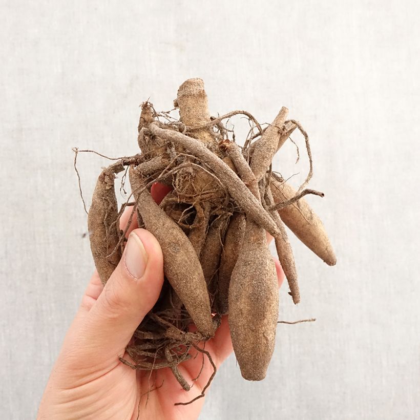 Dahlia Orfeo Bulb size I sample as delivered in spring