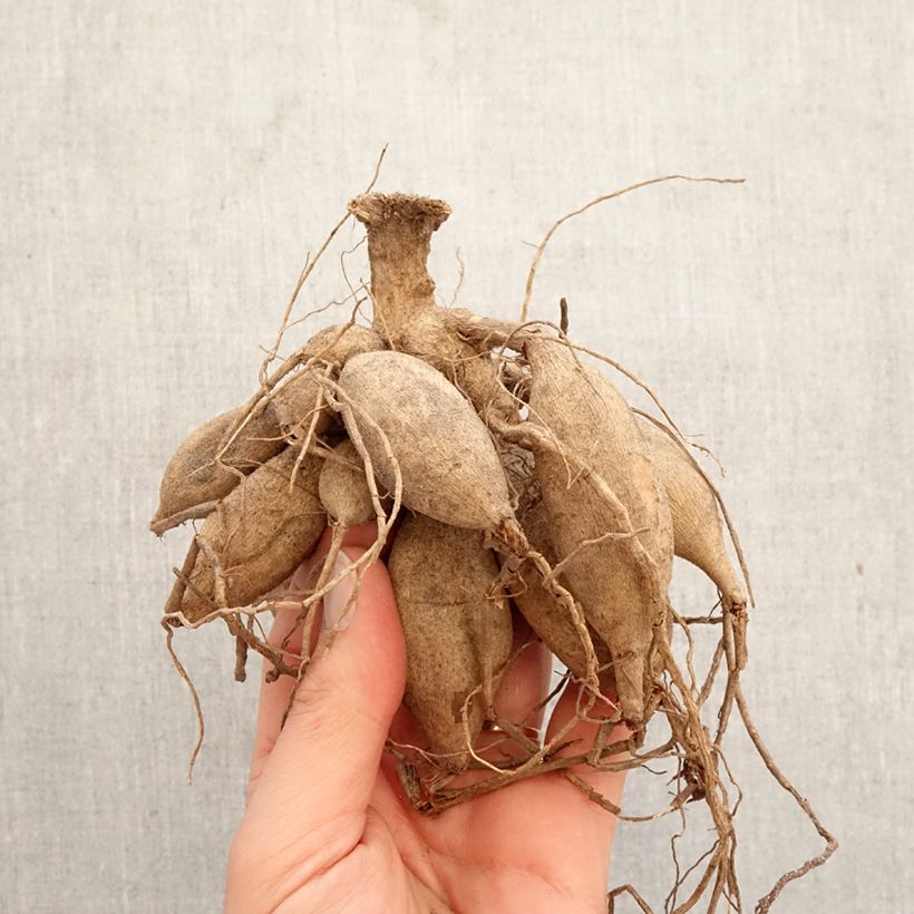 Dahlia Preference Bulb size I sample as delivered in spring