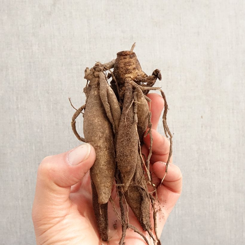 Dahlia Star Surprise Bulb size I sample as delivered in spring