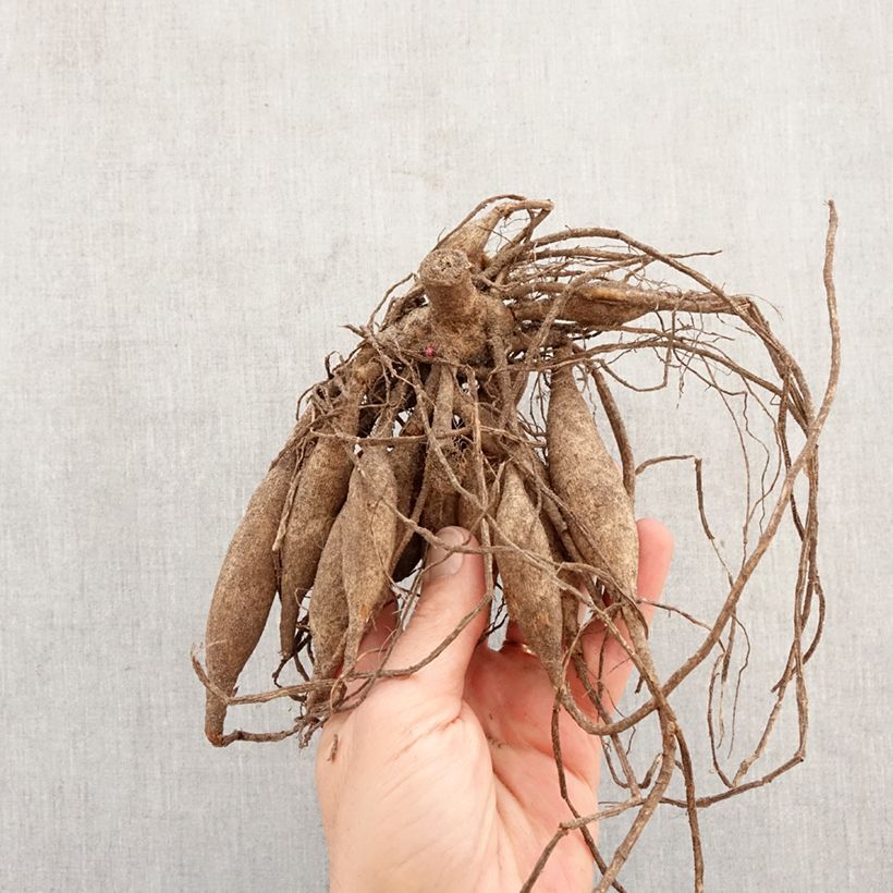 Dahlia Abridge Porcelain Bulb sample as delivered in spring