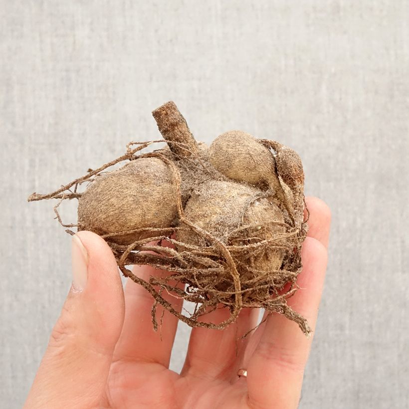 Dahlia Apricot Desire Bulb size I sample as delivered in spring