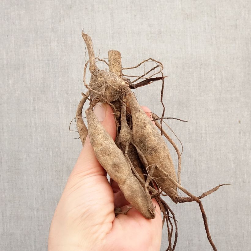 Dahlia Clovis Bulb sample as delivered in spring