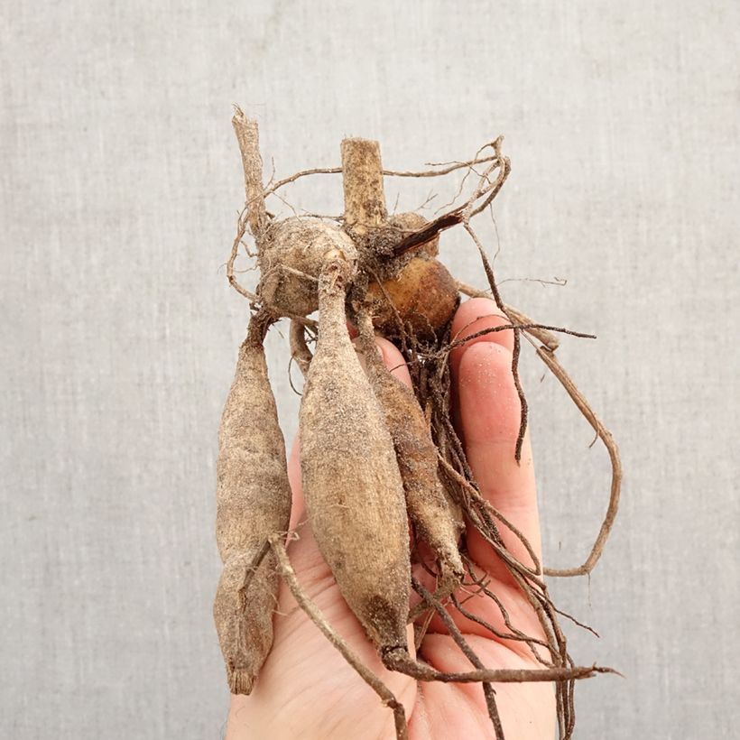 Dahlia Contessa Bulb sample as delivered in spring