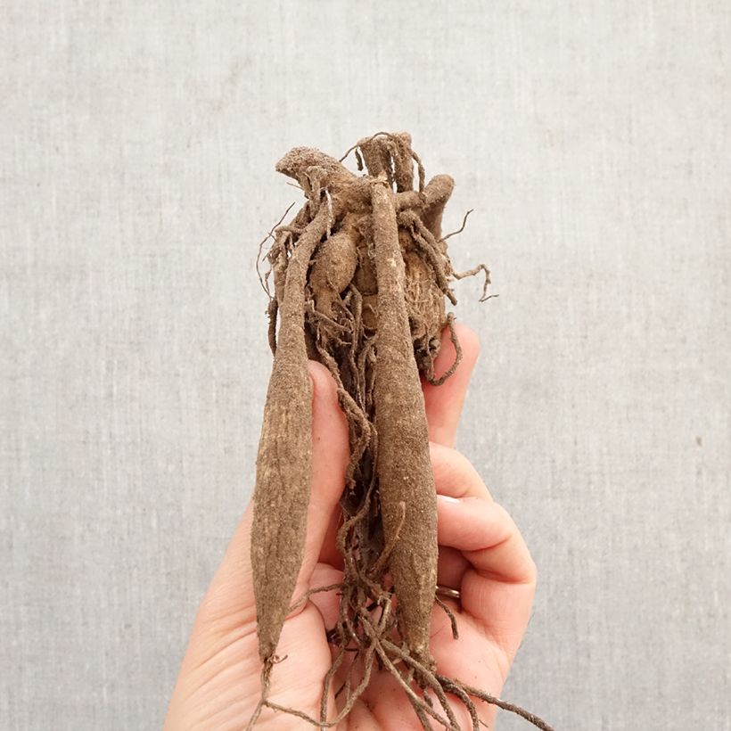 Dahlia Crystal Star Bulb sample as delivered in spring