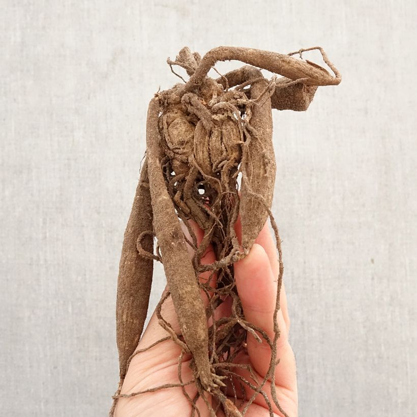 Dahlia Glory of Heemstede Bulb size I sample as delivered in spring