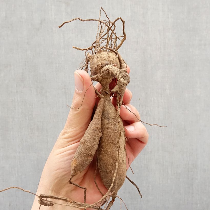 Dahlia Happy Butterfly Bulb size I sample as delivered in spring