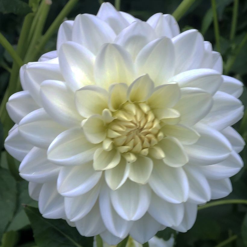 Dahlia Peace Pact (Flowering)