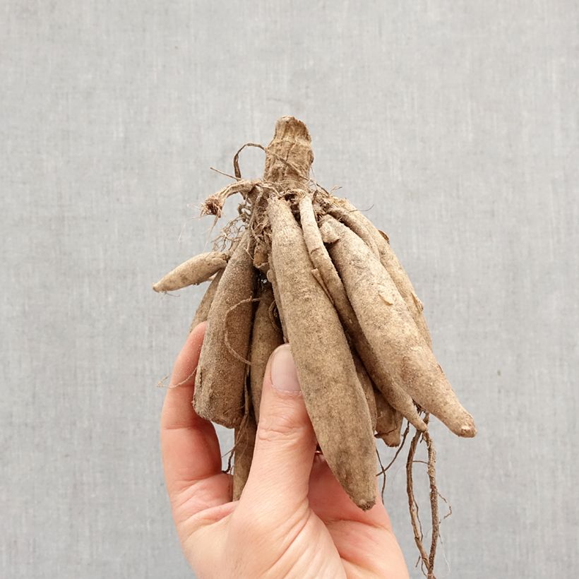 Dahlia Perle d'Heemstede Bulb sample as delivered in spring