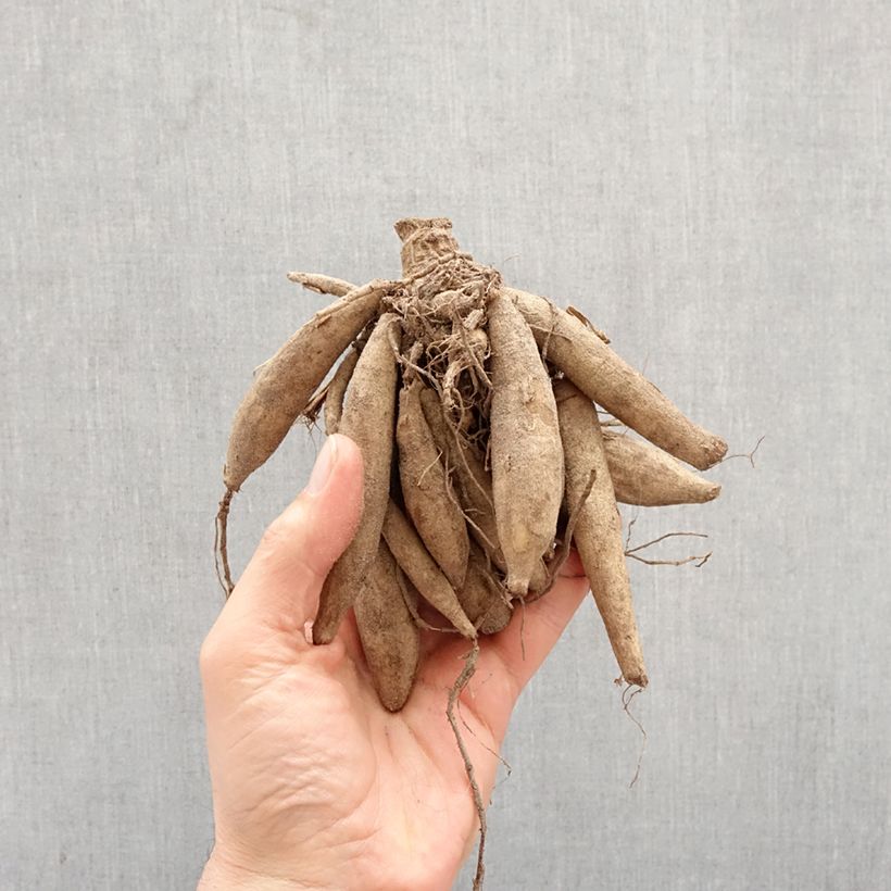 Dahlia Vanilla Bulb size I sample as delivered in spring