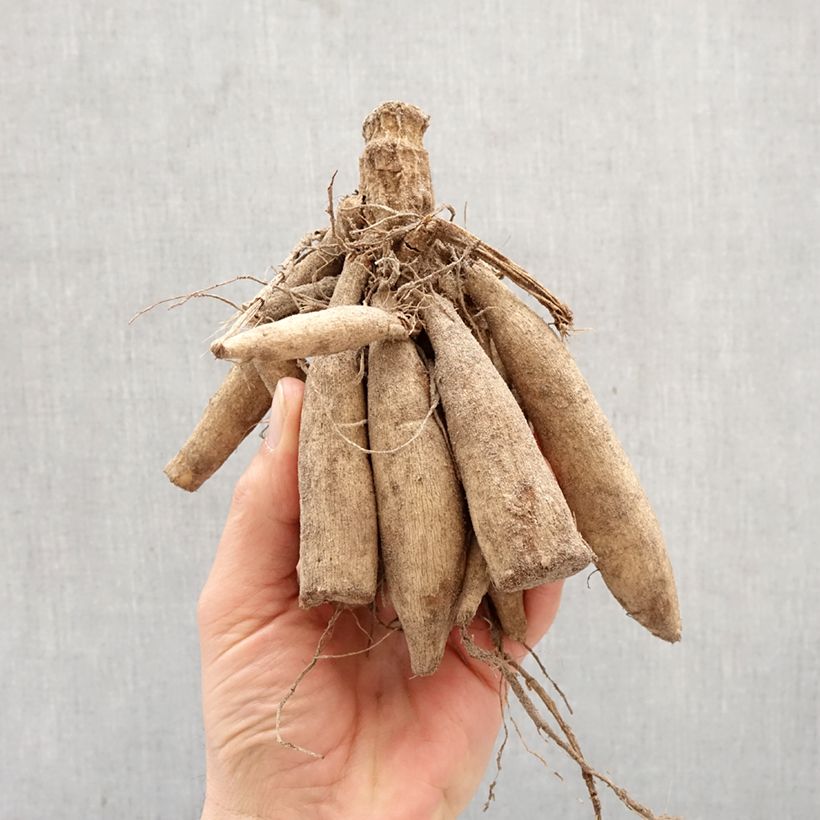 Dahlia White Onesta Bulb size I sample as delivered in spring