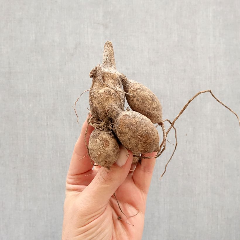 Dahlia Yvonne Bulb size I sample as delivered in spring