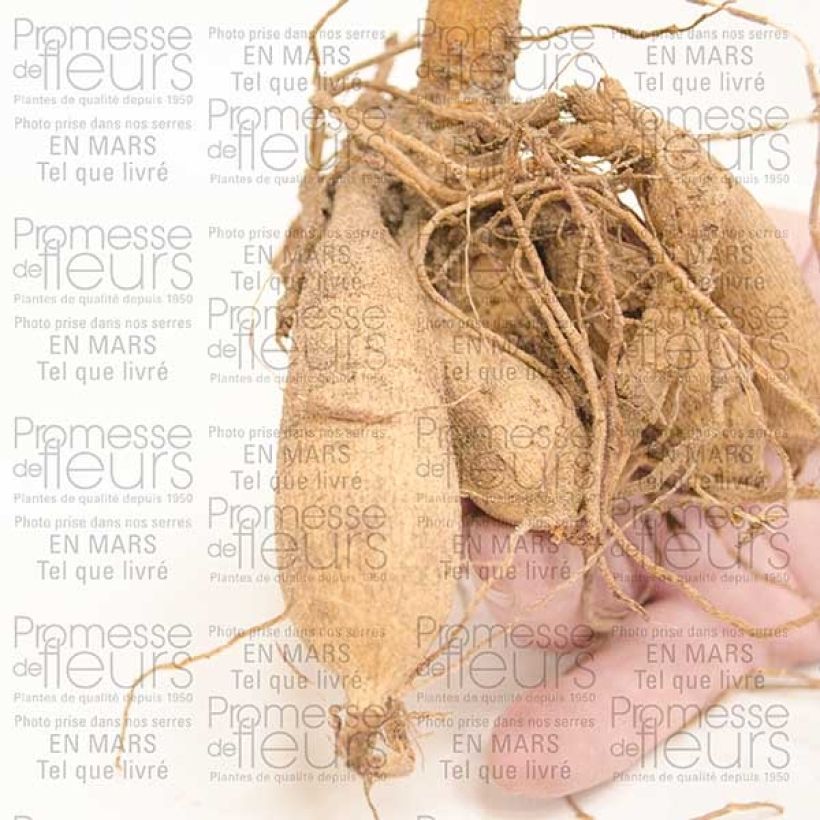 Example of Dahlia paysage Classic Poeme Bulbe specimen as delivered