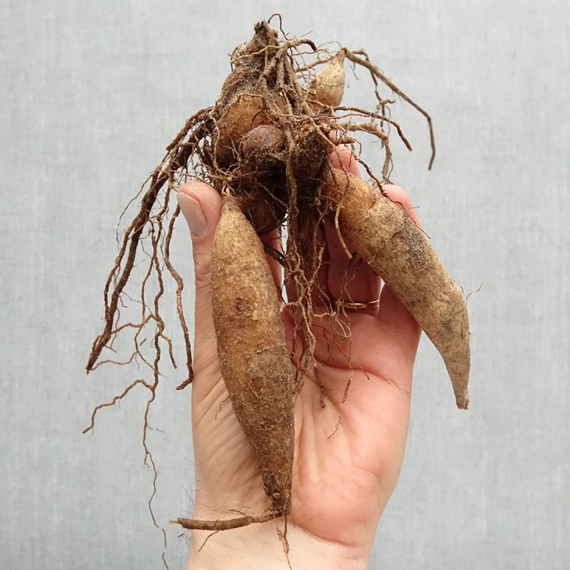 Dahlia Fashion Monger Bulb size I sample as delivered in spring