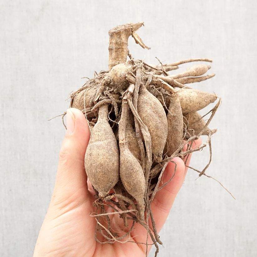 Dahlia Break Out Bulb size I sample as delivered in spring