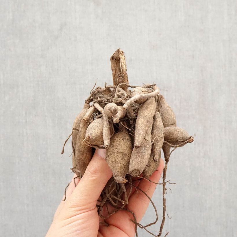 Dahlia Calgary Flames Bulb size I sample as delivered in spring