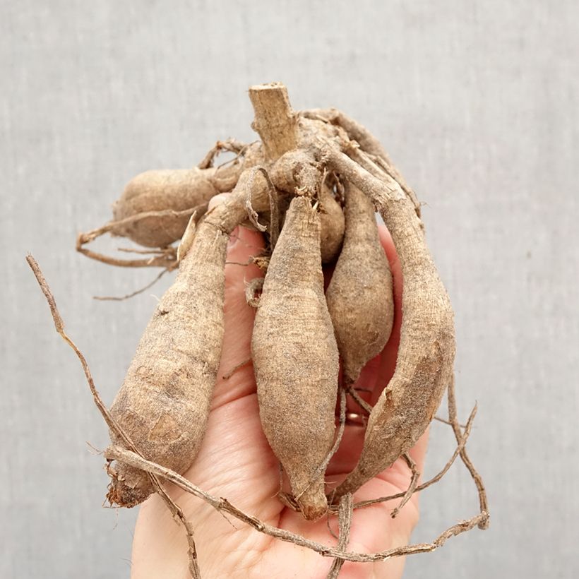 Dahlia Caramel Bulb size I sample as delivered in spring