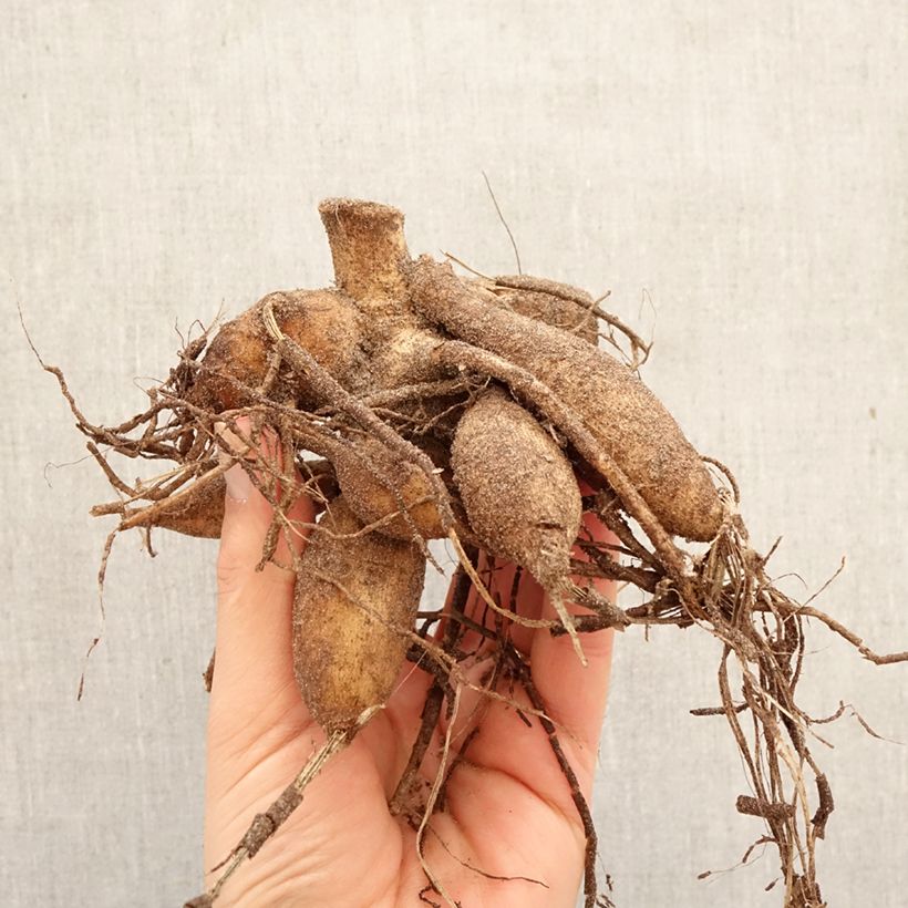 Dahlia Hapet Harmony Bulb size I sample as delivered in spring