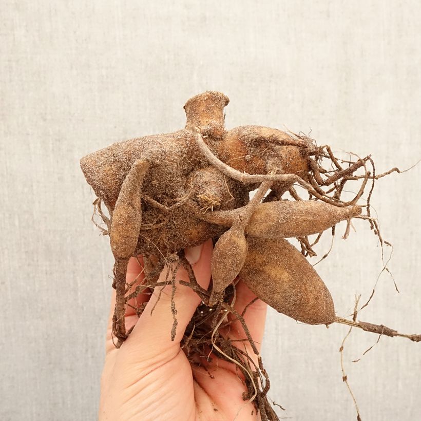 Dahlia Hapet Pastel Bulb size I sample as delivered in spring