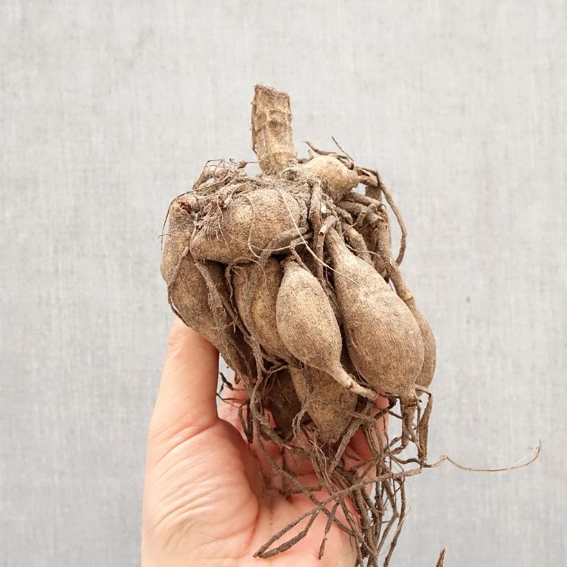 Dahlia Saint Martin Bulb size I sample as delivered in spring