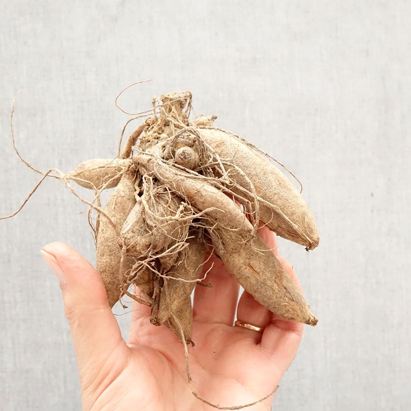 Dahlia Stardust Bulb size I sample as delivered in spring