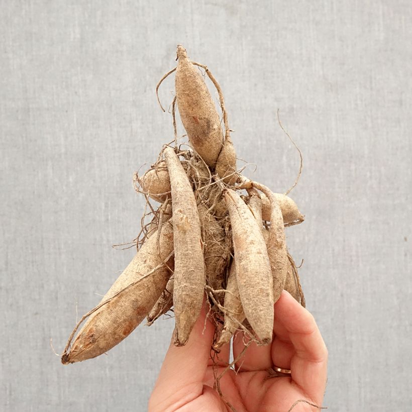 Dahlia Tanita Bulb size I sample as delivered in spring