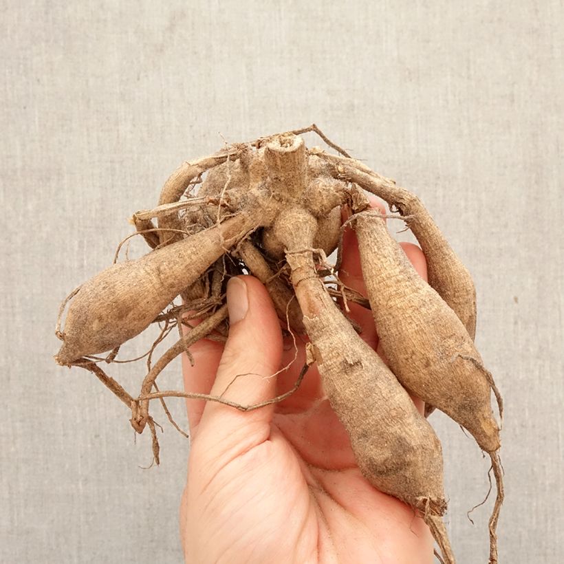 Dahlia Trustfull Bulb size I sample as delivered in spring