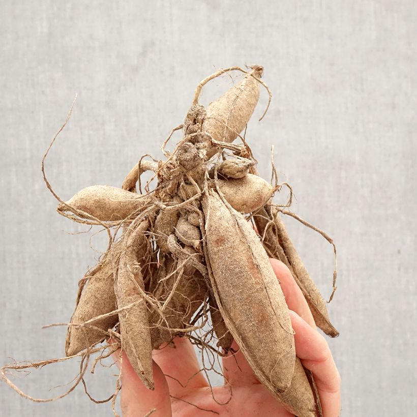 Dahlia Violet Dance Bulb size I sample as delivered in spring