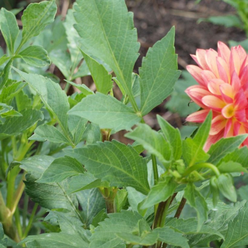 Dahlia Crazy Legs (Foliage)